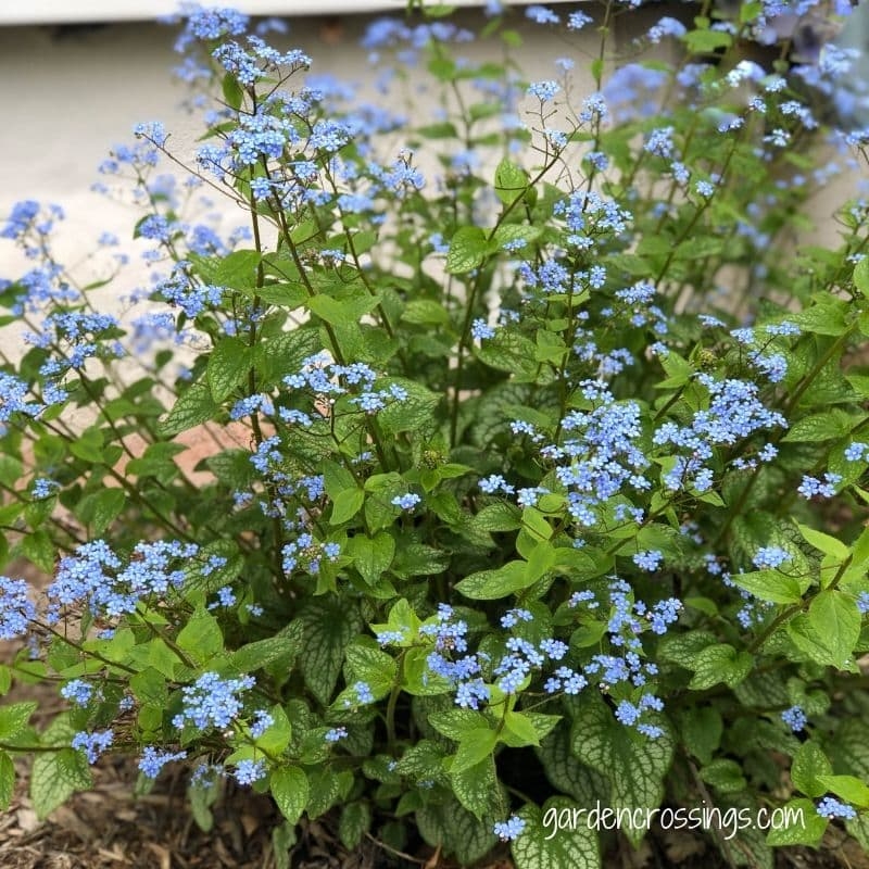 Alexander's Great Brunnera