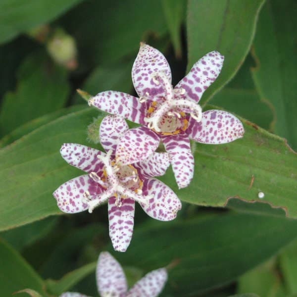 Miyazaki Hybrids Toad Lily