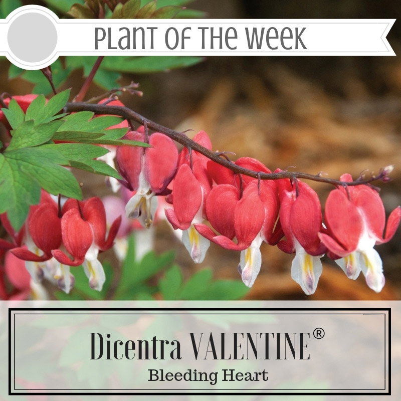 Dicentra Valentine Bleeding Heart