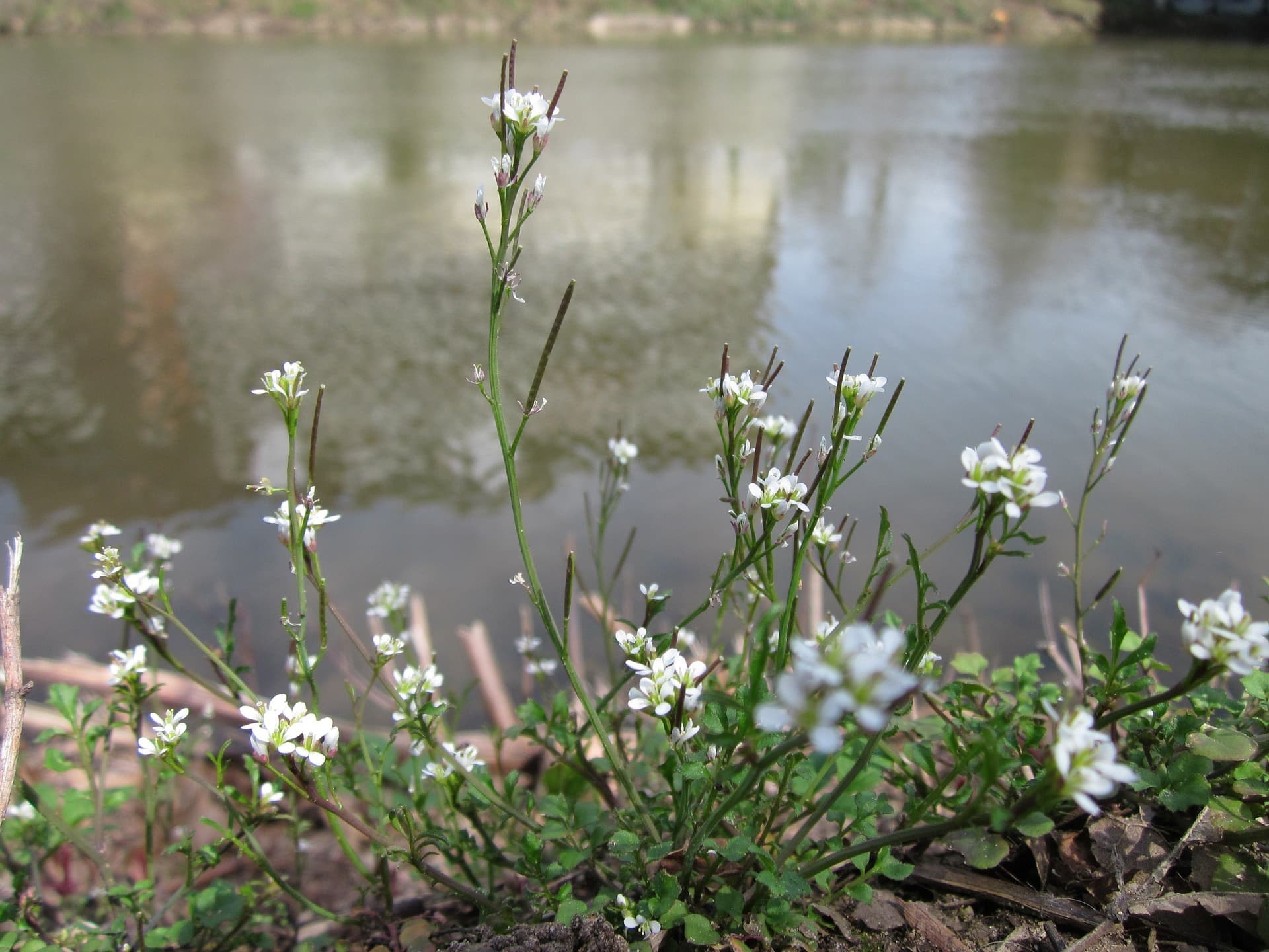 Pull Weeds