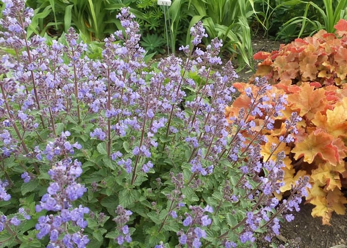 Pollinator Plants - Nepeta