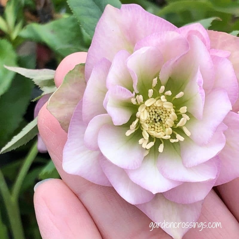 Lenten Rose