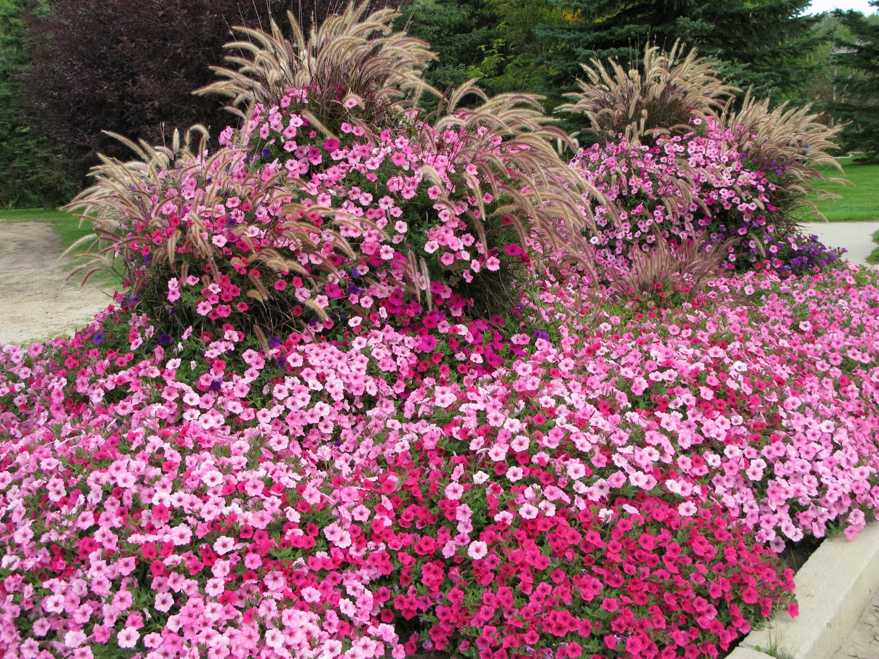 ground cover supertunia vista