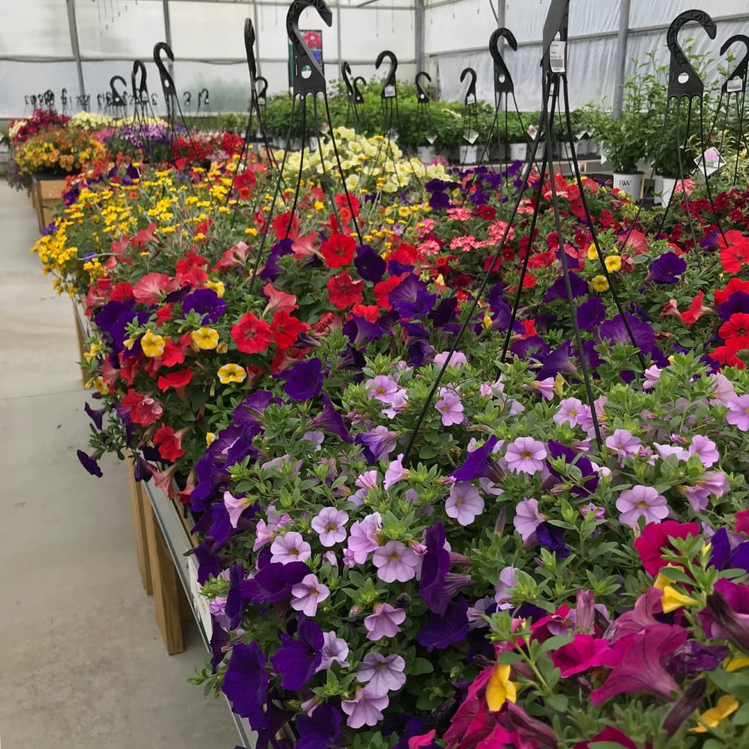 hanging baskets