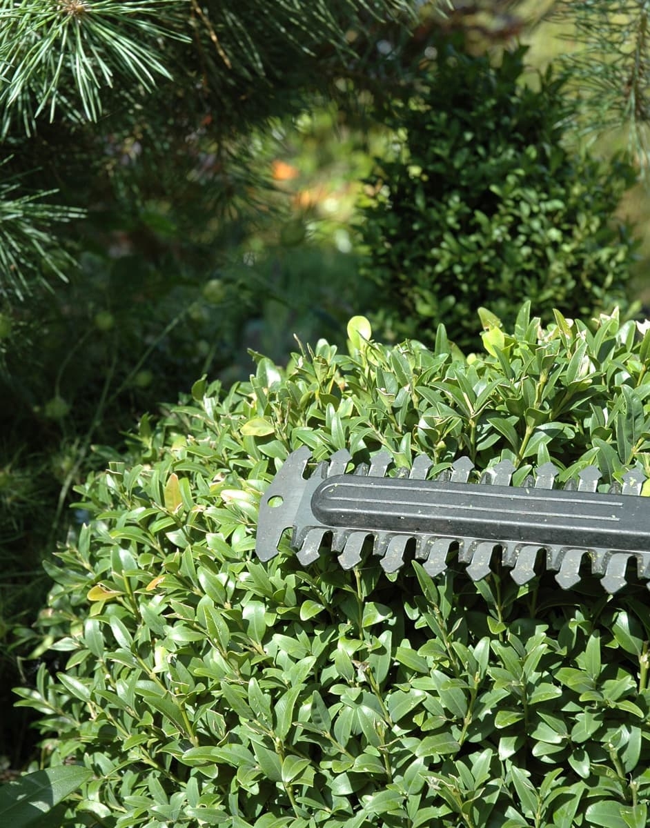 trimming boxwood