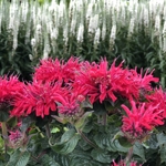 Bee Balm - Monarda