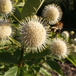 Buttonbush