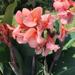 Cannas