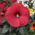 Rose Mallow - Hibiscus