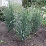 Switch Grasses & Sedges