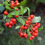 Winterberry Holly