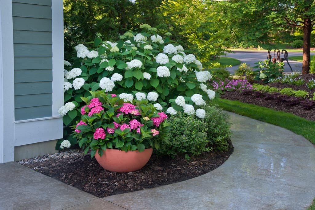 Container Hydrangeas