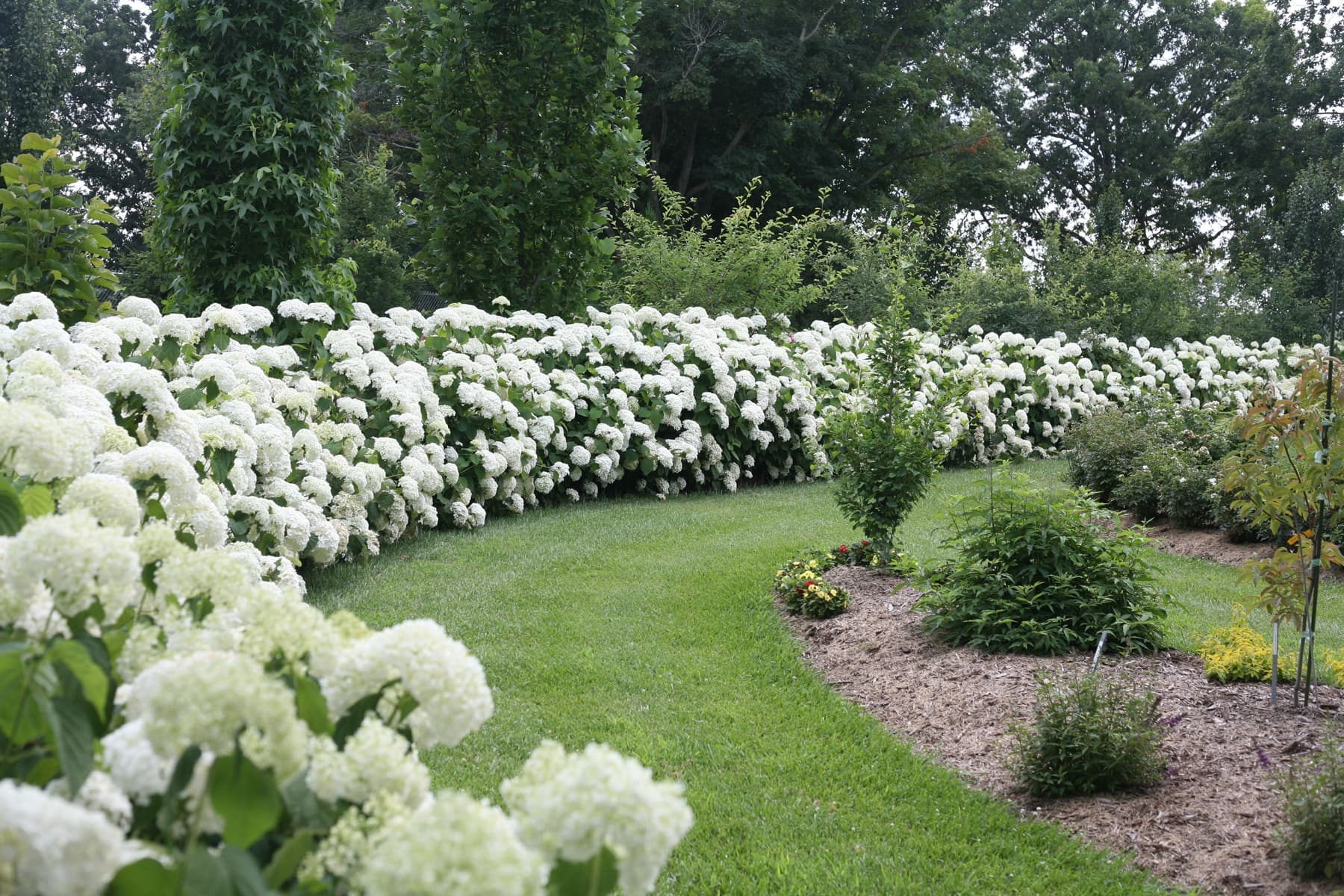 Incrediball Hydrangeas