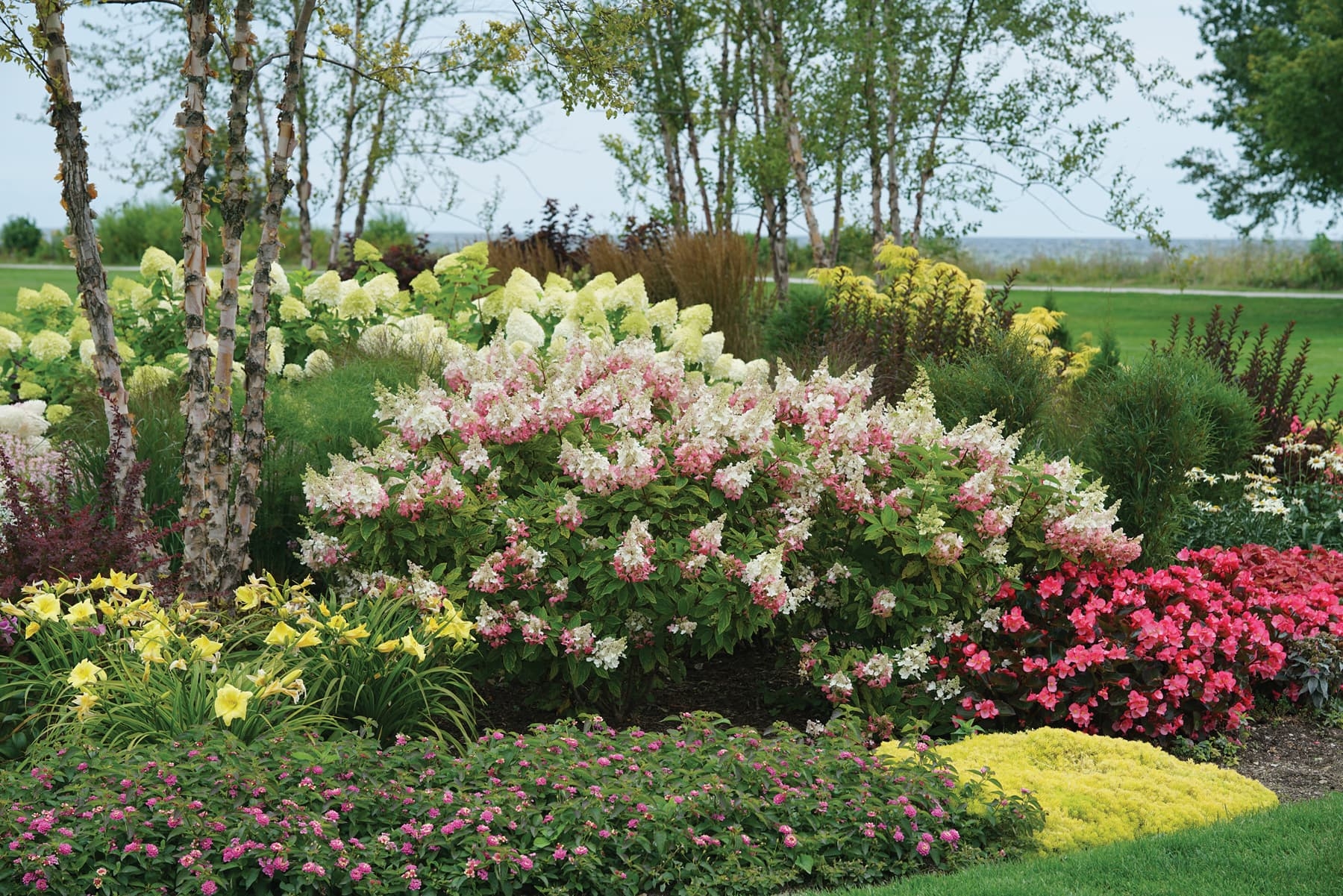 hydrangea landscape