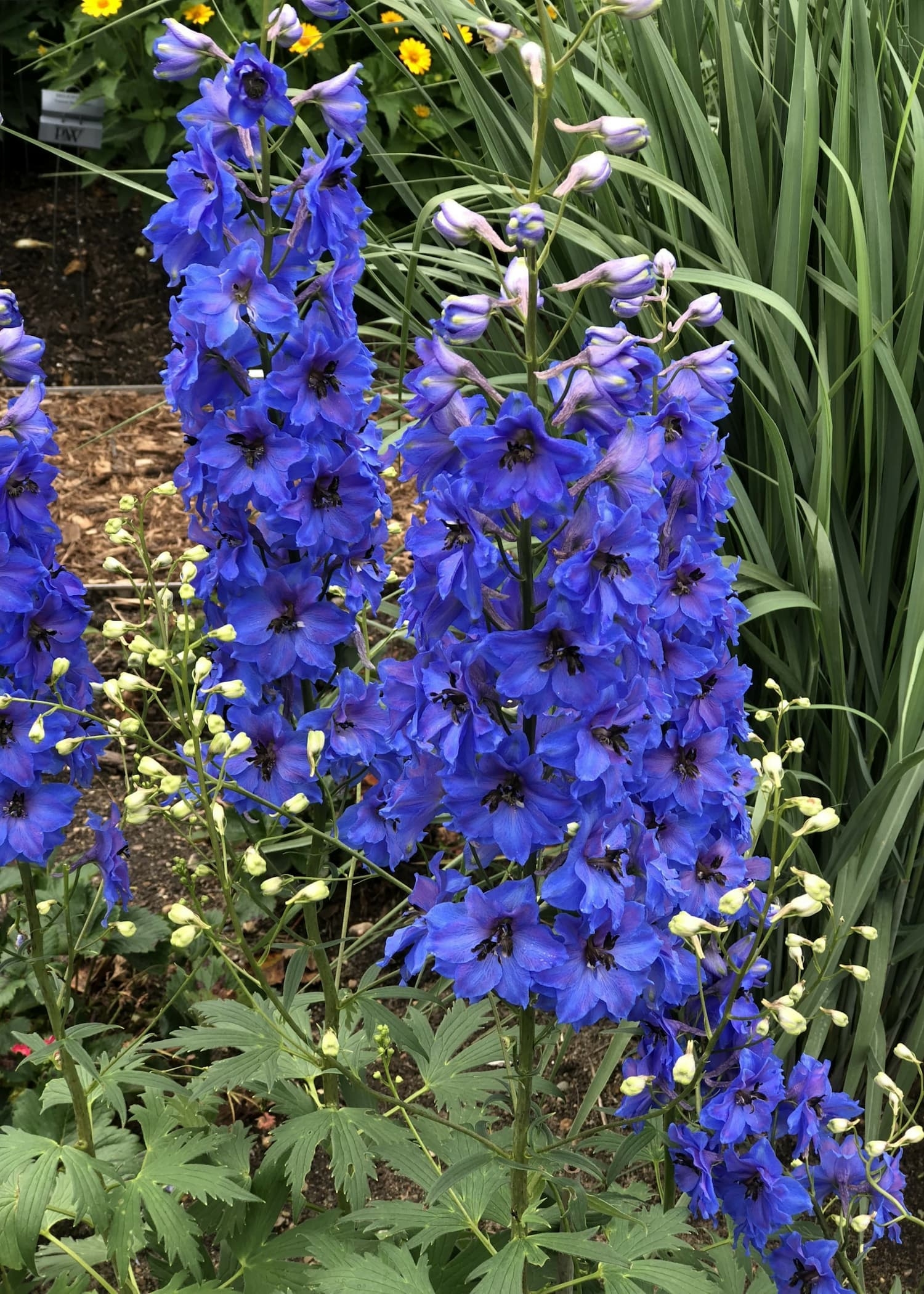 delphinium