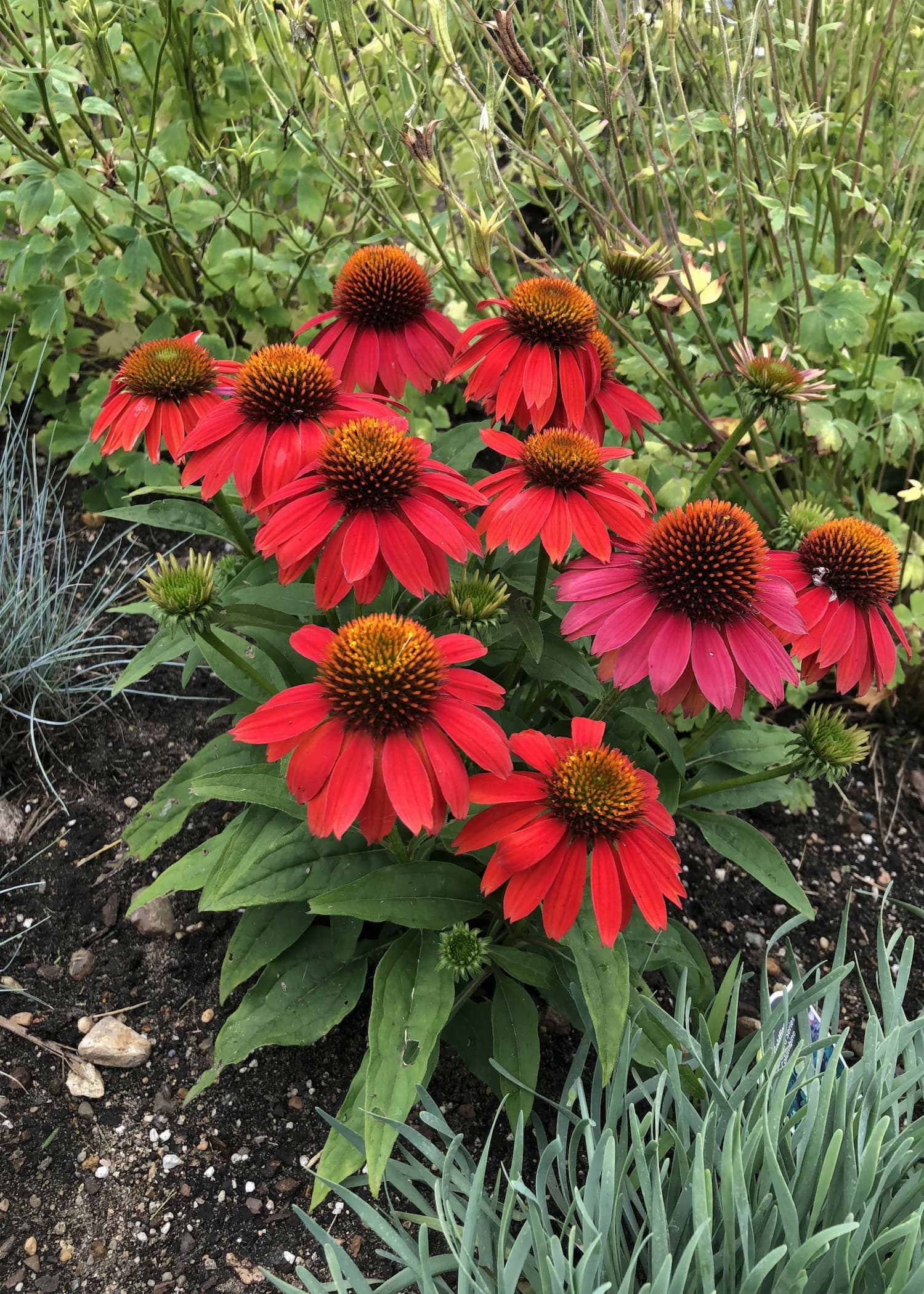 coneflower