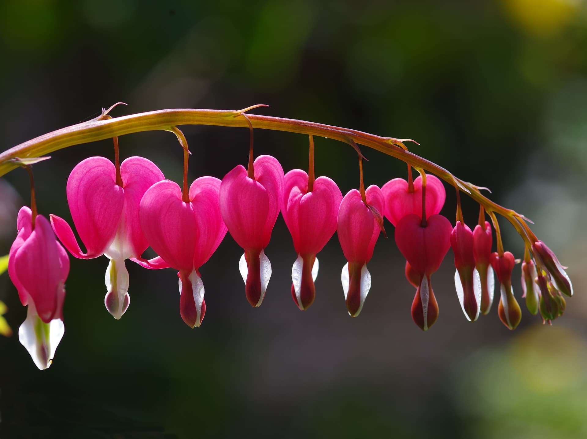 Bleeding Heart