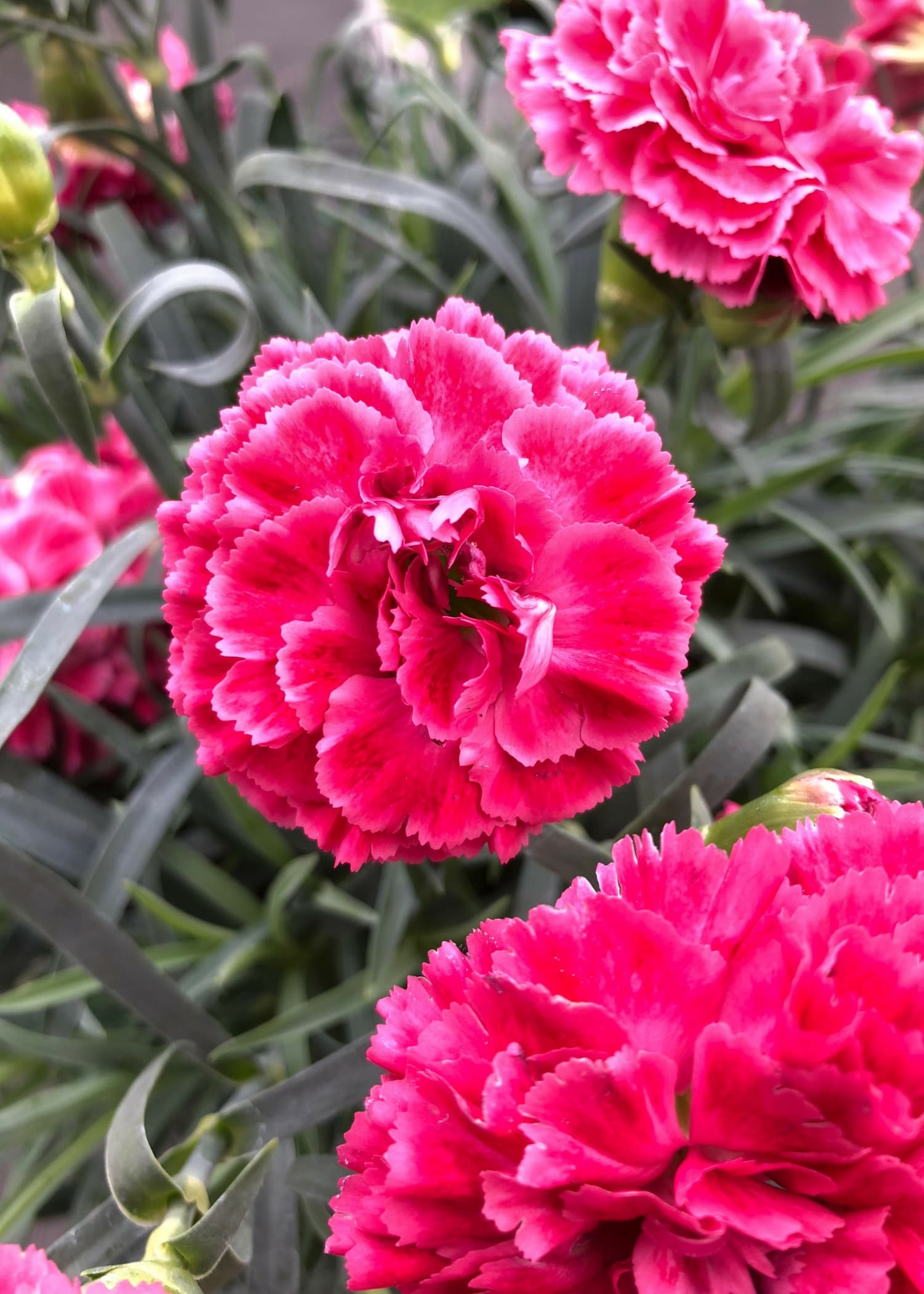 dianthus