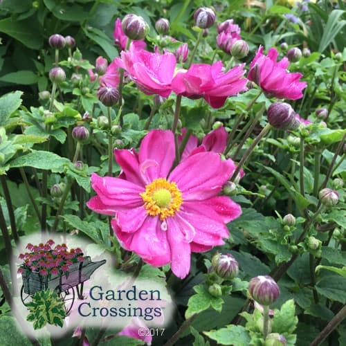 ‘Curtain Call Pink’ Japanese Anemones