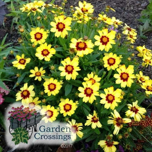 Uptick Coreopsis