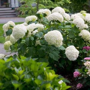 Smooth Hydrangea