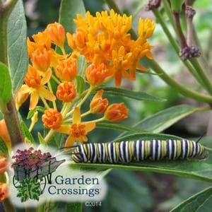 Asclepias tuberosa