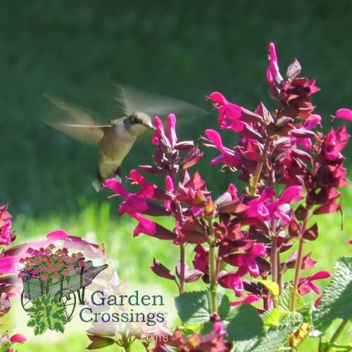 Rockin Fuchsia Salvia