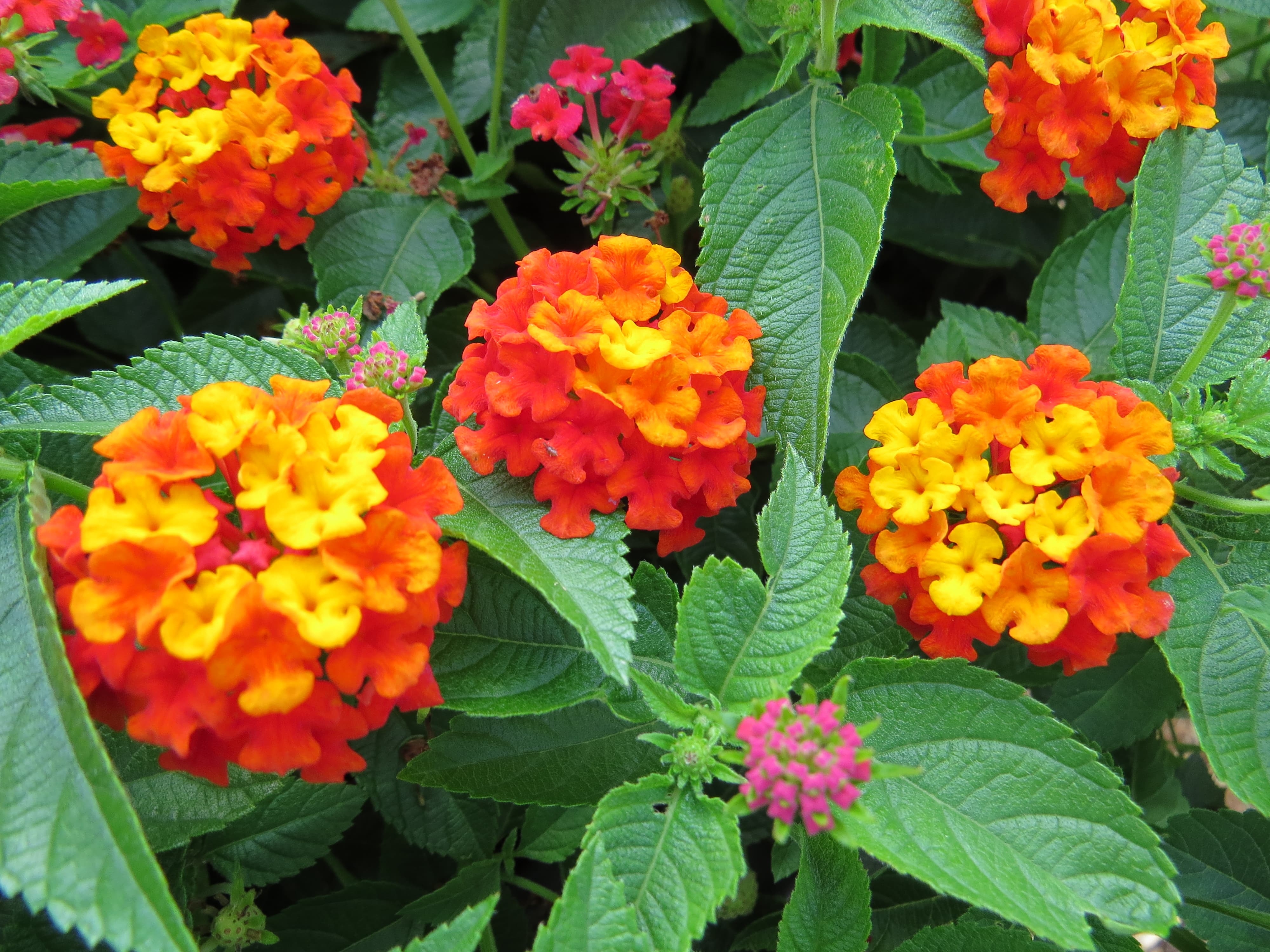 Lantana Lantana