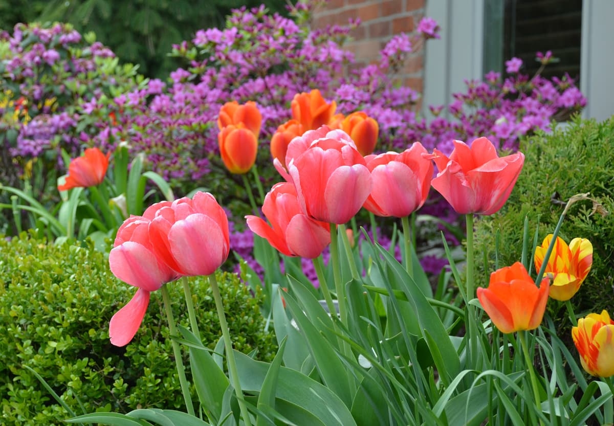 Spring Landscape