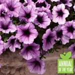 Supertunia Bordeaux Petunia