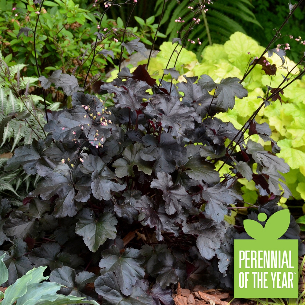 Heuchera Primo Black Pearl Coral Bells