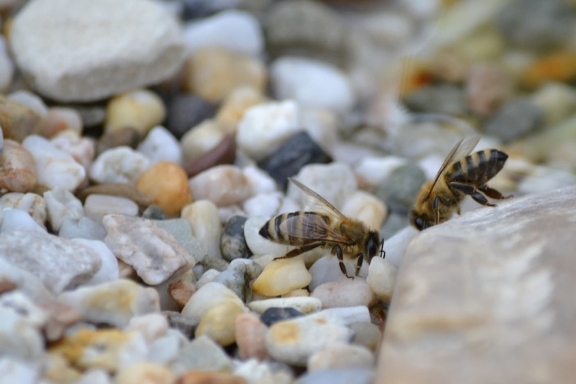 bee on pebbles