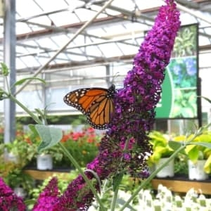 butterfly on butterfly bush