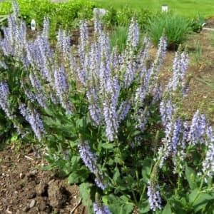 Chrystal Blue Salvia