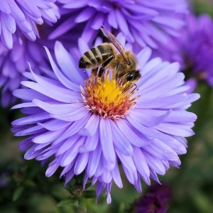 bee on aster