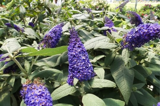 pugster blue butterfly bush