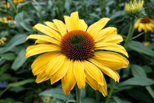 lemon yellow cone flower