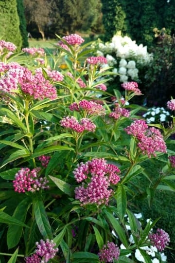 milkweed milkweed