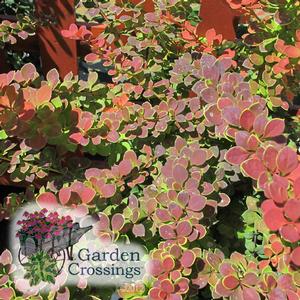 Sunjoy Berberis Colorful, Low Maintenance Shrubs