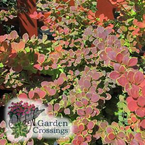 Sunjoy? Berberis Colorful, Low Maintenance Shrubs