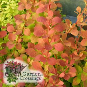 Sunjoy® Berberis Colorful, Low Maintenance Shrubs