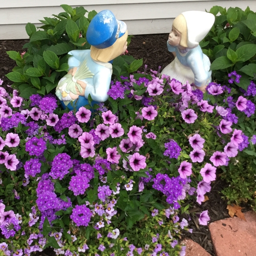 Supertunia Bordeaux Petunia