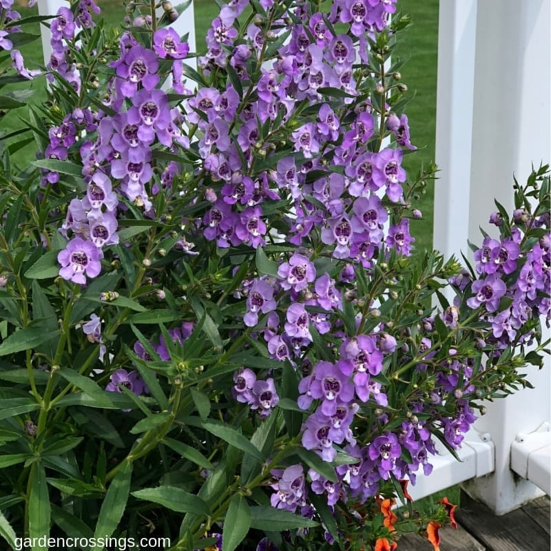 Angelface Steel Blue Angelonia