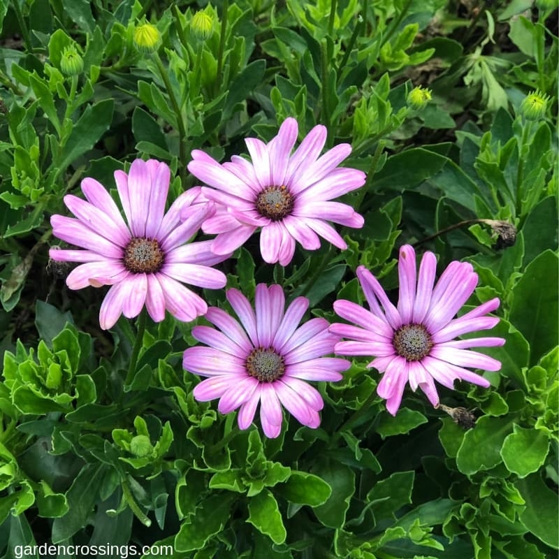 Bright Lights Pink Osteospermum