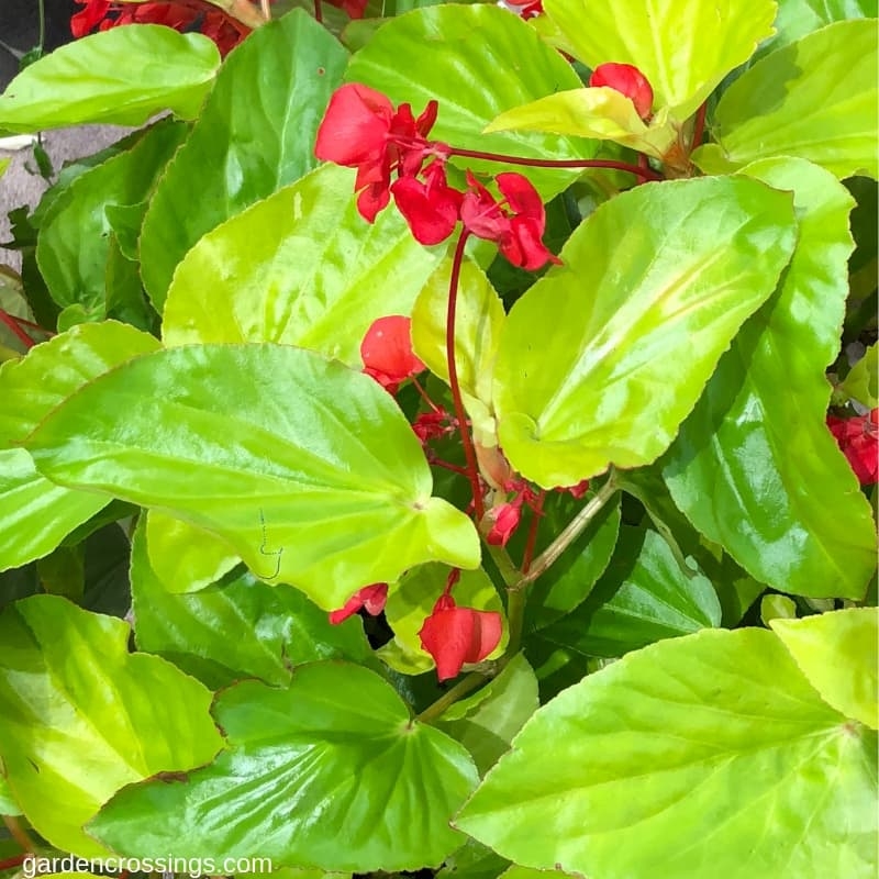 Canary Wings Begonia