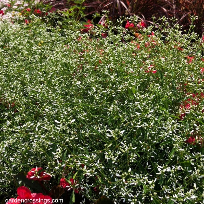 Diamond Mountain Euphorbia