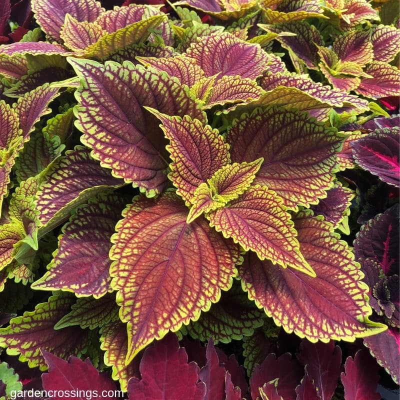 ColorBlaze Golden Dreams Coleus