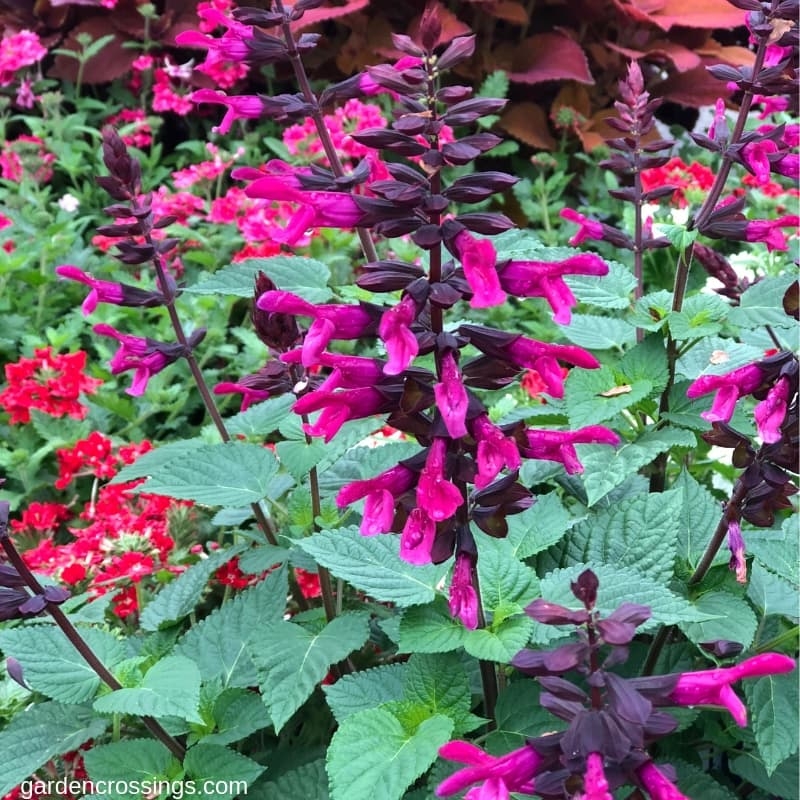 Rockin Fuchsia Salvia