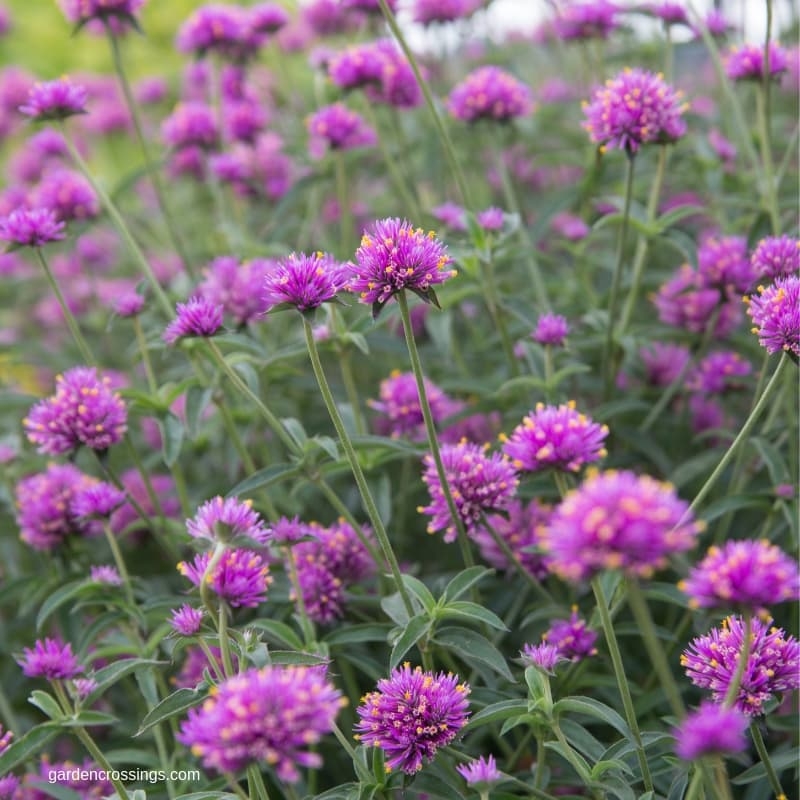 Truffula Pink Gomphrena