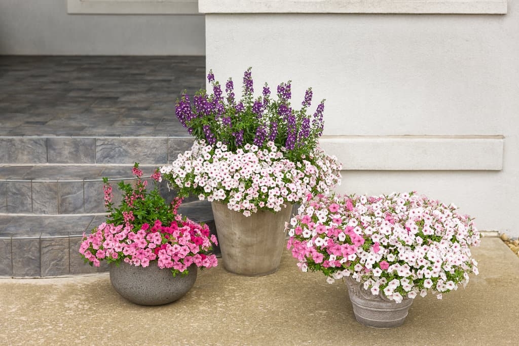 Container Garden